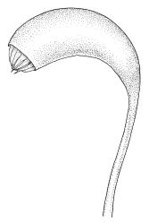 Calliergonella cuspidata, capsule. Drawn from B.H. Macmillan 86/99, CHR 414194.
 Image: R.C. Wagstaff © Landcare Research 2014 